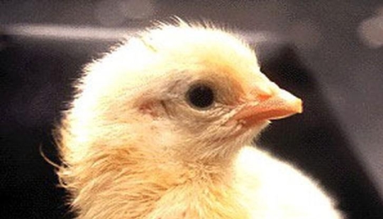 Cuando el huevo se desarrolla de pollo