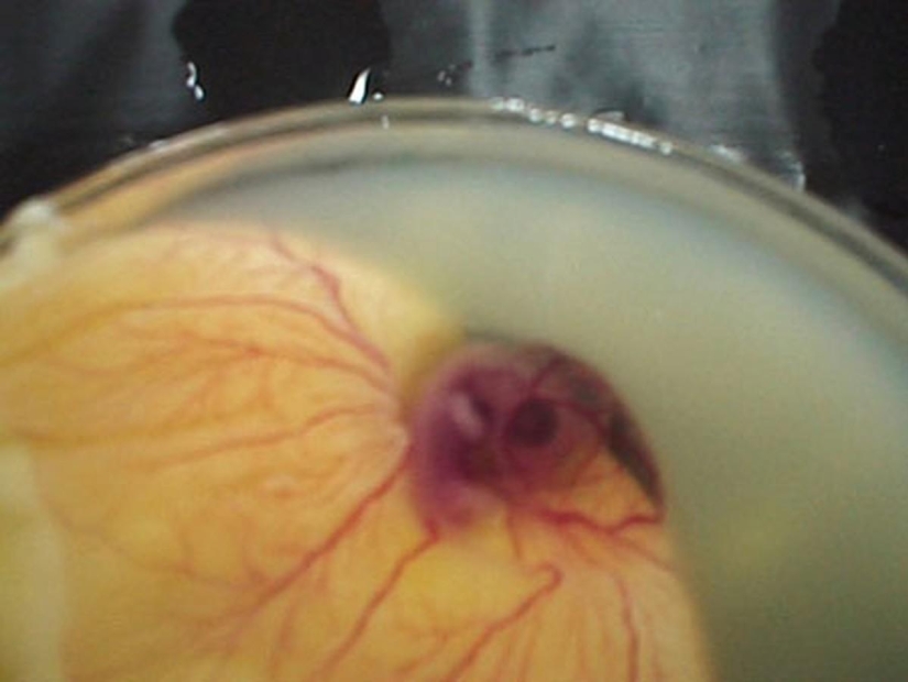 Cuando el huevo se desarrolla de pollo