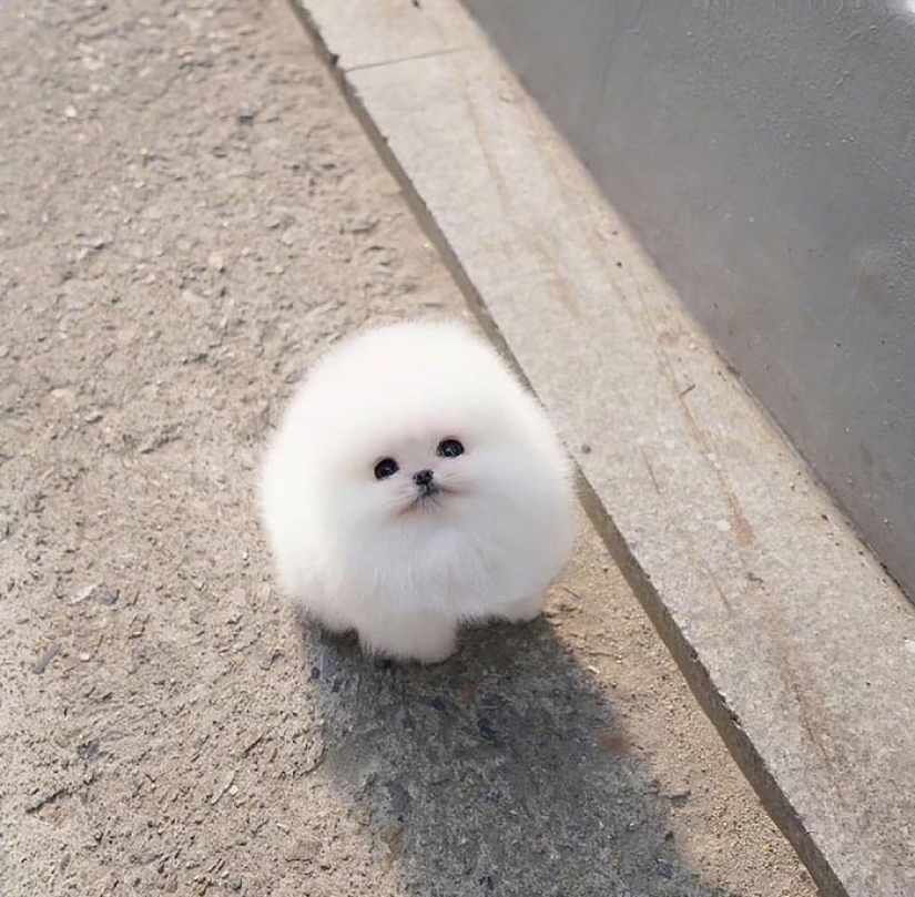 Cuando el mimetismo se extiende: Bola de nieve de Pomerania Cuando el mimetismo se extiende: Bola de nieve de Pomerania