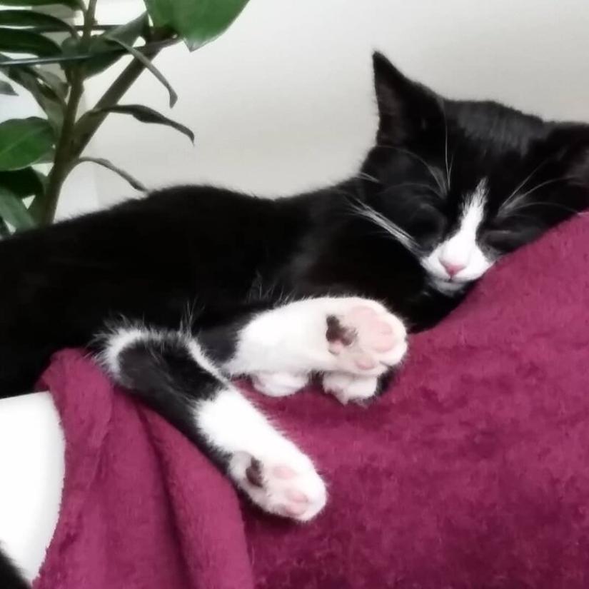 Cuando el vitiligo es hermoso: ¿qué aspecto tiene un gato con un trastorno de pigmentación? Cuando el vitiligo es hermoso: ¿qué aspecto tiene un gato con un trastorno de pigmentación?