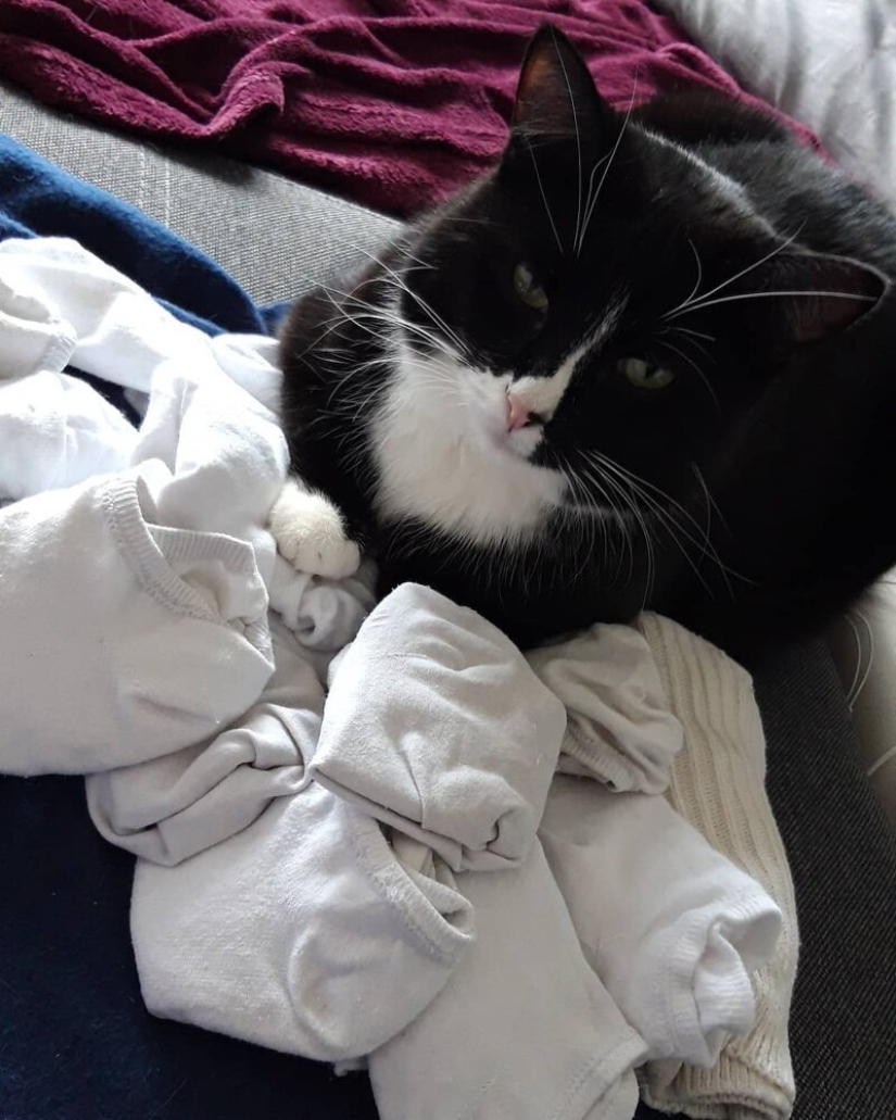 Cuando el vitiligo es hermoso: ¿qué aspecto tiene un gato con un trastorno de pigmentación? Cuando el vitiligo es hermoso: ¿qué aspecto tiene un gato con un trastorno de pigmentación?