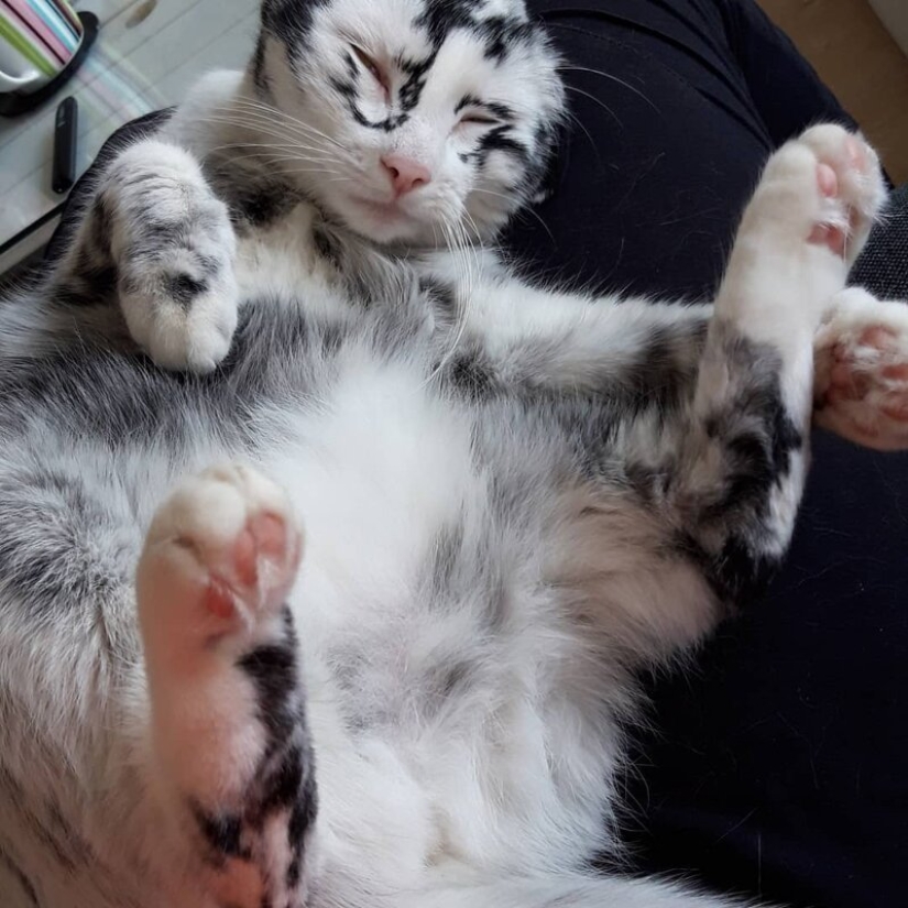 Cuando el vitiligo es hermoso: ¿qué aspecto tiene un gato con un trastorno de pigmentación? Cuando el vitiligo es hermoso: ¿qué aspecto tiene un gato con un trastorno de pigmentación?