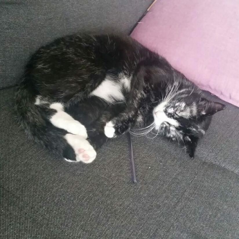 Cuando el vitiligo es hermoso: ¿qué aspecto tiene un gato con un trastorno de pigmentación? Cuando el vitiligo es hermoso: ¿qué aspecto tiene un gato con un trastorno de pigmentación?