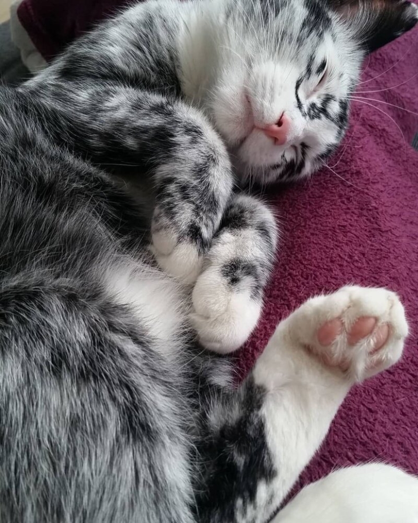 Cuando el vitiligo es hermoso: ¿qué aspecto tiene un gato con un trastorno de pigmentación? Cuando el vitiligo es hermoso: ¿qué aspecto tiene un gato con un trastorno de pigmentación?