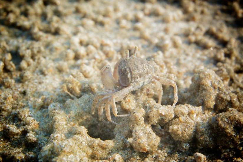 Cuando los animales son los dioses del disfraz Cuando los animales son los dioses del disfraz