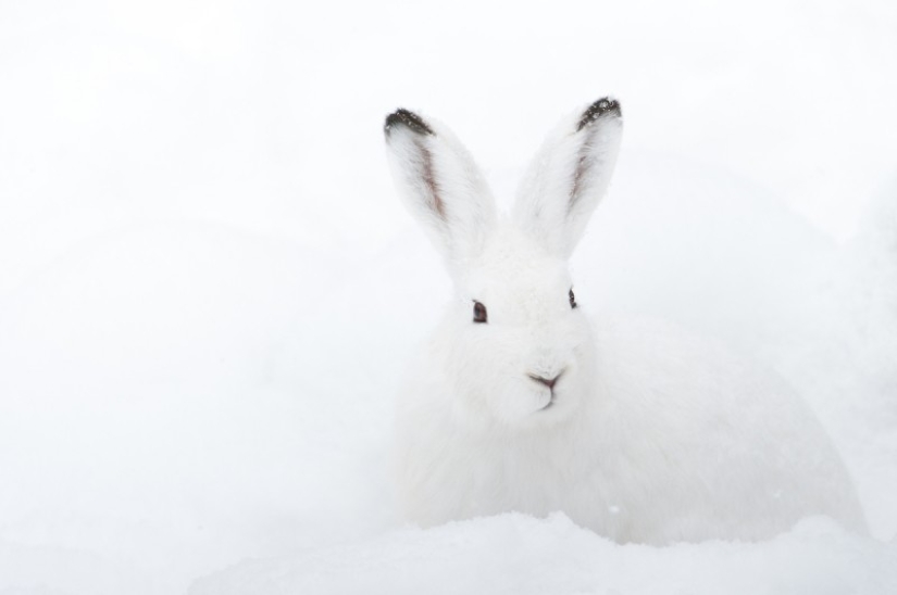 Cuando los animales son los dioses del disfraz Cuando los animales son los dioses del disfraz