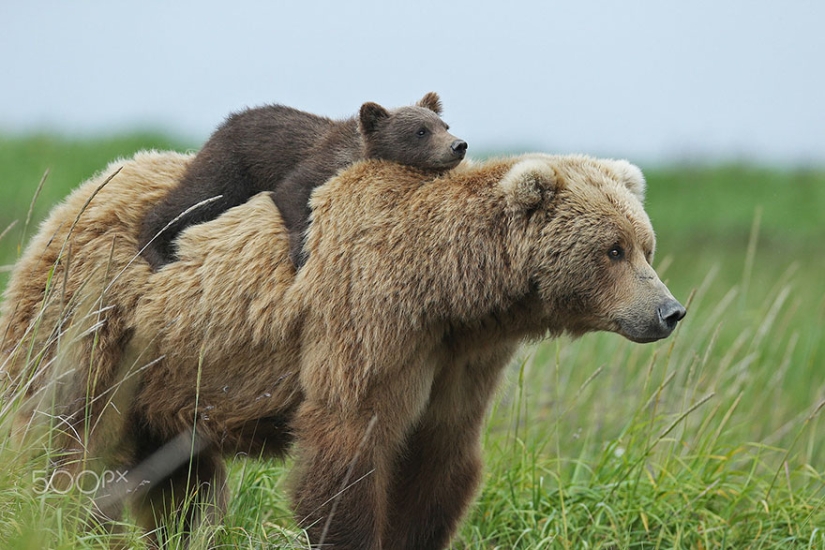 Cuchara de nieve en el camino: las osas madres más dulces enseñan a los cachorros mente a mente