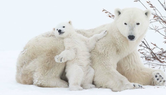 Cuchara de nieve en el camino: las osas madres más dulces enseñan a los cachorros mente a mente