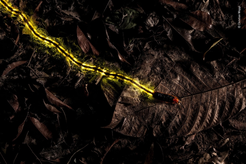 Cuál de ellos será el ganador: 14 increíbles trabajos del concurso Fotógrafo de Vida Silvestre del Año 2018