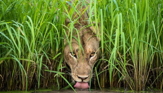 Cuál de ellos será el ganador: 14 increíbles trabajos del concurso Fotógrafo de Vida Silvestre del Año 2018