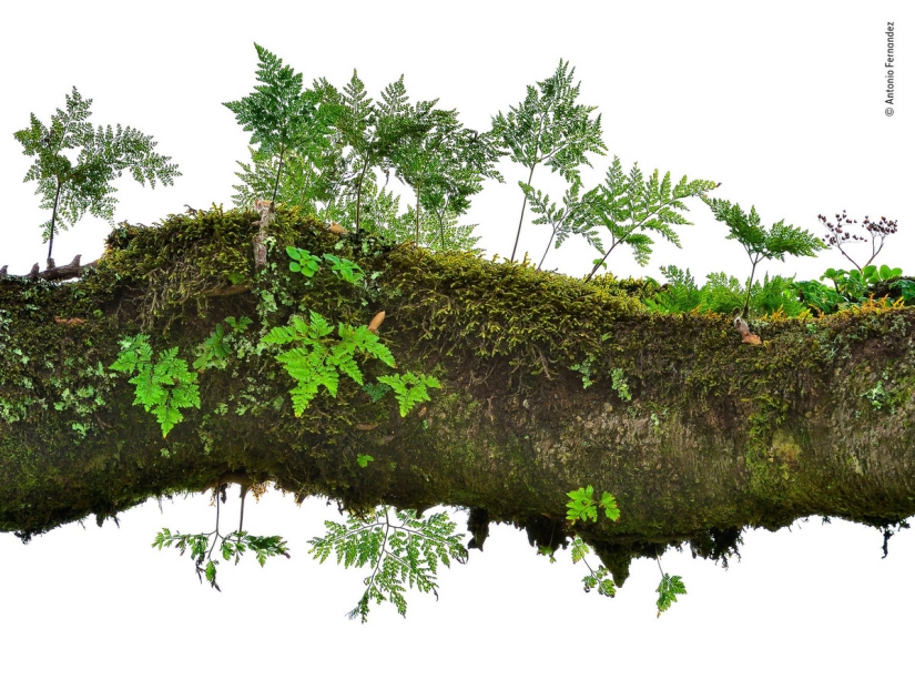 Cuál de ellos será el ganador: 14 increíbles trabajos del concurso Fotógrafo de Vida Silvestre del Año 2018