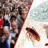 ¿Cuál de los animales podría dominar el mundo después de la muerte de la humanidad?