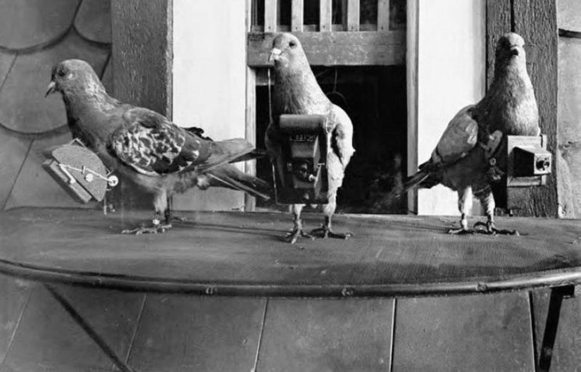 Cyborg Pigeons