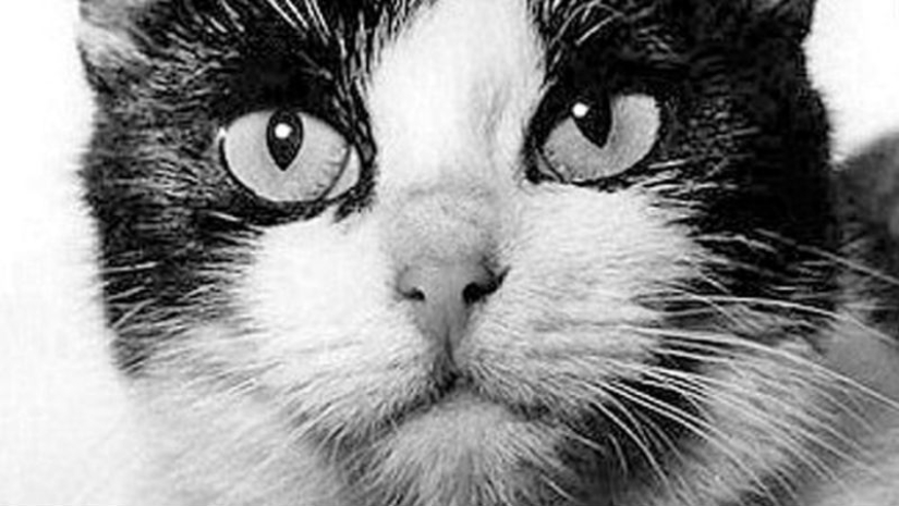 Dame una pata: los internautas están recaudando dinero para un monumento al gato cosmonauta