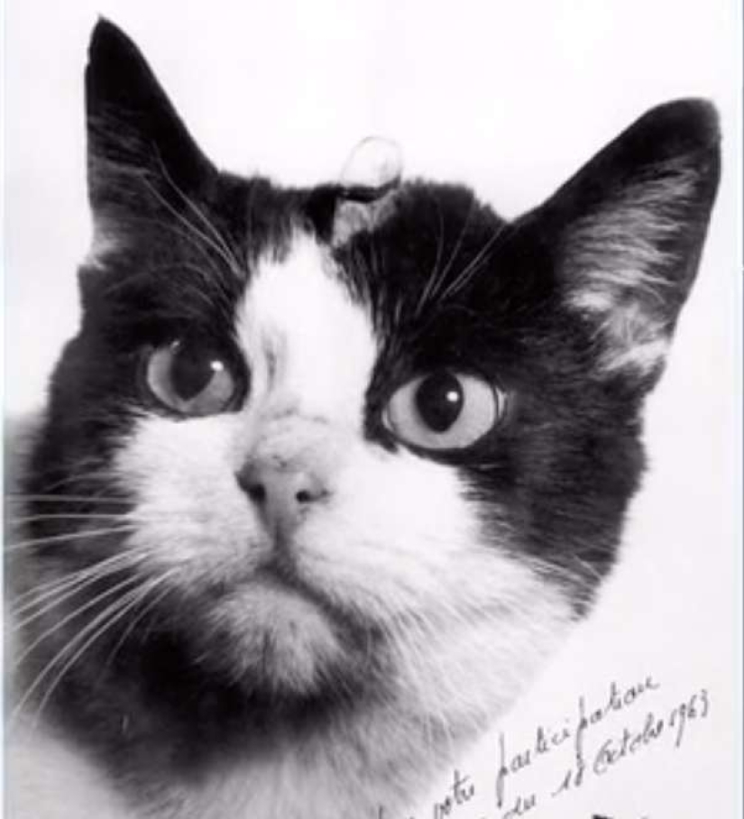 Dame una pata: los internautas están recaudando dinero para un monumento al gato cosmonauta