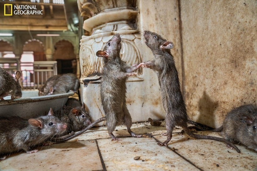 Dancing mice, feasting wolves and tigers on relaxation: the best photos of 2019 according to National Geographic Dancing mice, feasting wolves and tigers on relaxation: the best photos of 2019 according to National Geographic