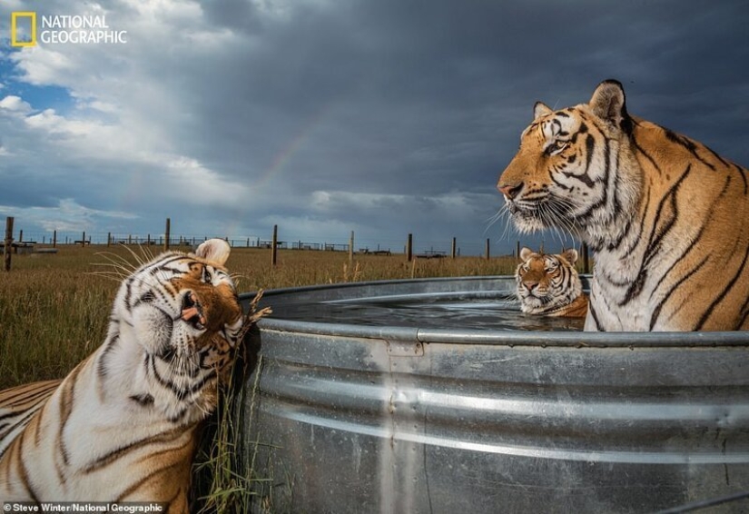 Dancing mice, feasting wolves and tigers on relaxation: the best photos of 2019 according to National Geographic Dancing mice, feasting wolves and tigers on relaxation: the best photos of 2019 according to National Geographic