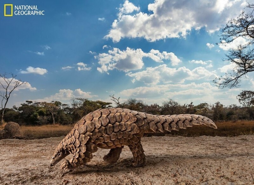 Dancing mice, feasting wolves and tigers on relaxation: the best photos of 2019 according to National Geographic Dancing mice, feasting wolves and tigers on relaxation: the best photos of 2019 according to National Geographic