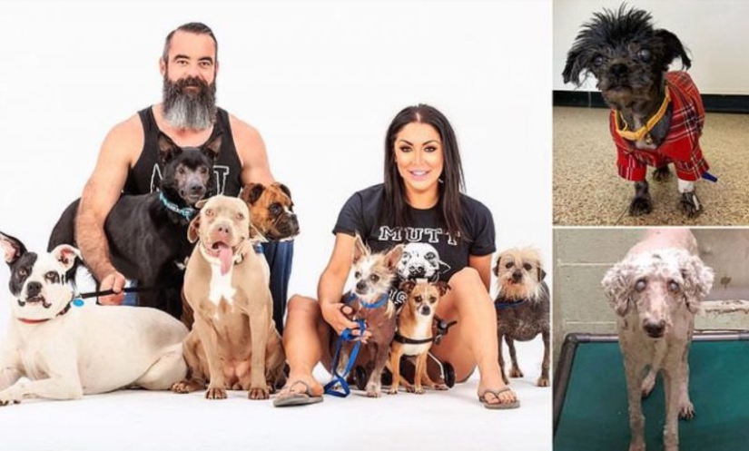 Dando vida a los marginados: una familia de Oklahoma salvó a más de 300 perros lisiados y enfermos