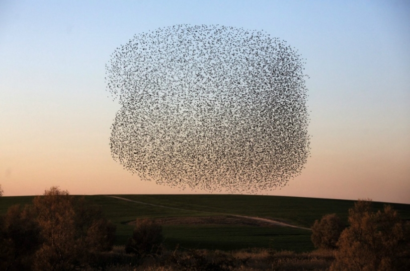 Danza de estorninos en Israel