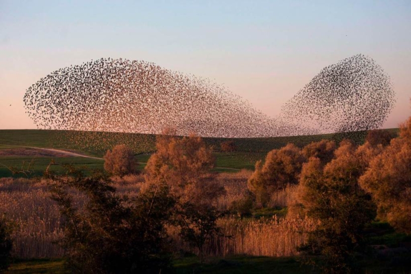 Danza de estorninos en Israel