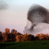 Danza de estorninos en Israel
