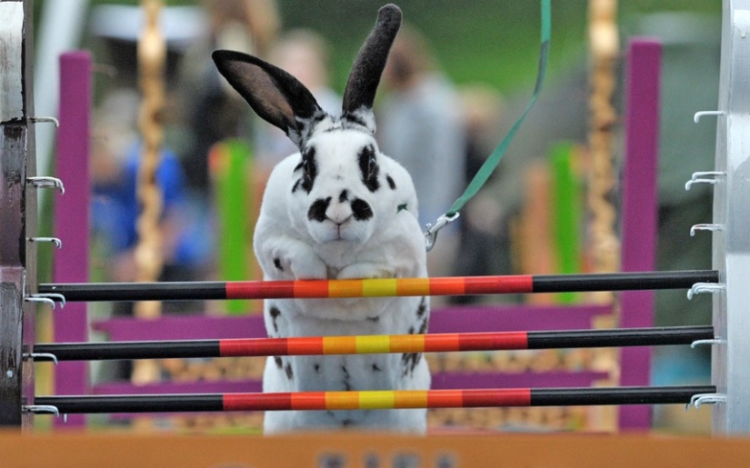 Datos extraños y sorprendentes sobre Japón Datos extraños y sorprendentes sobre Japón