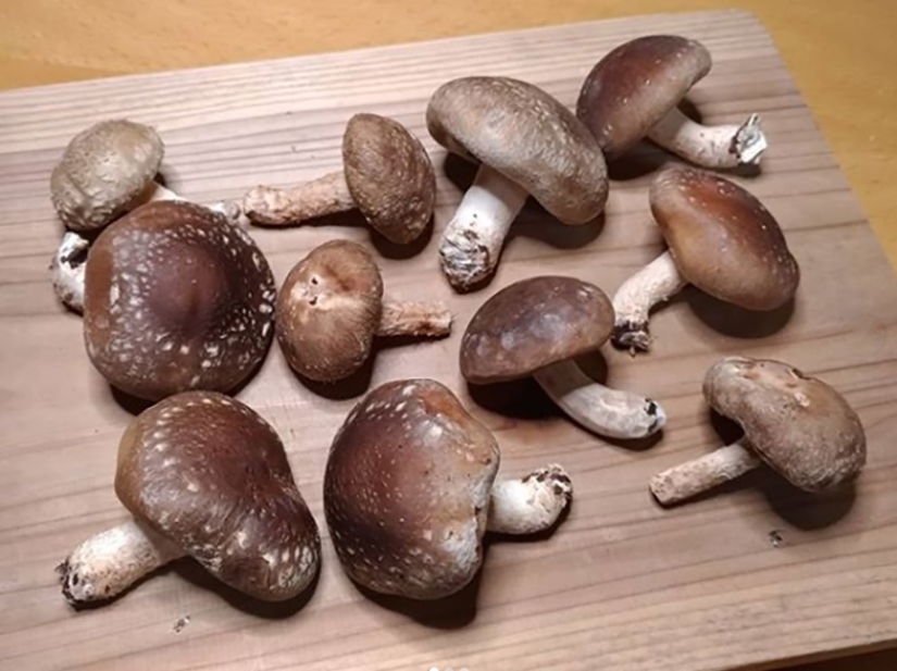 ¿De qué están hechos estos productos? ¡No lo vas a creer!