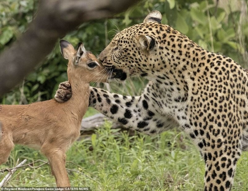 Deadly tenderness of a predator: leopard and Impala Deadly tenderness of a predator: leopard and Impala