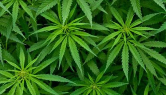 Despenalizan el consumo de marihuana en Georgia