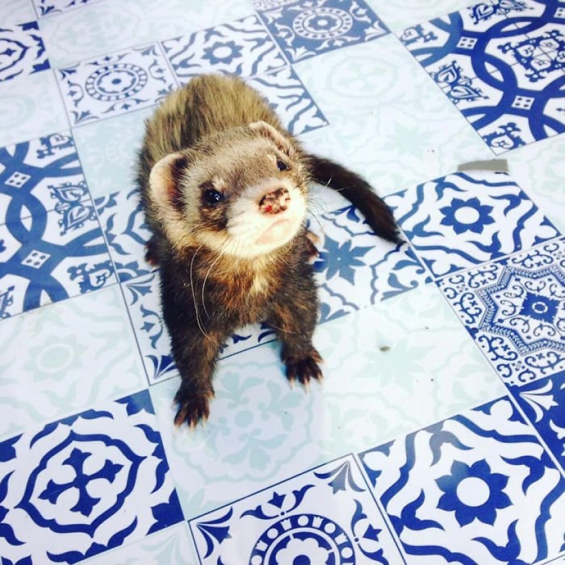 Después de la trágica muerte de sus seres queridos, el tipo vendió todo para viajar por el mundo con un hurón