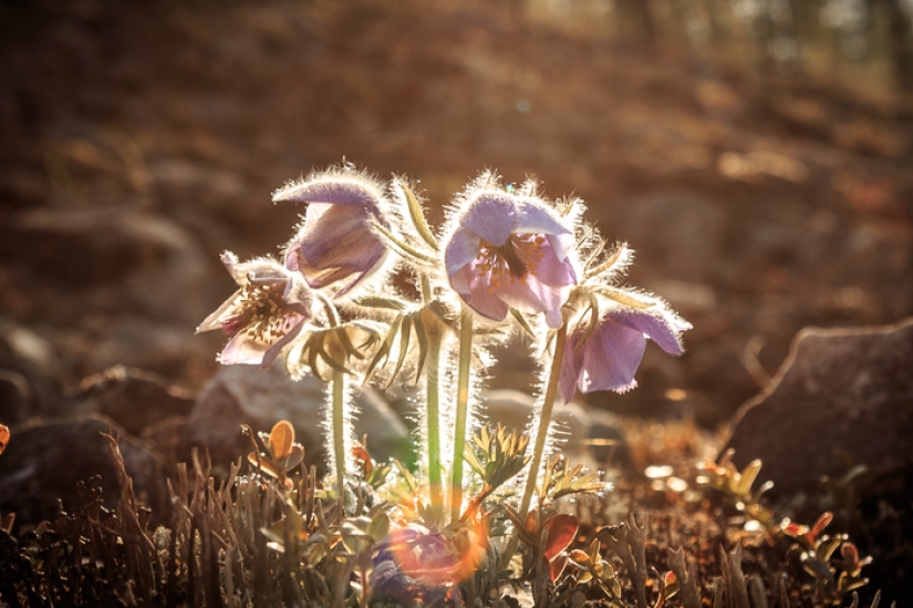 Después de ver esto, querrás ir a Yakutia: un paseo por el hielo en el caluroso verano