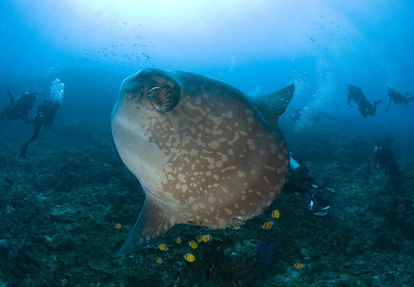 Diez de los peces oceánicos más inusuales