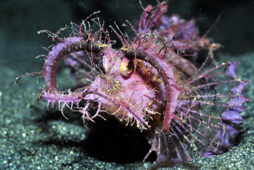 Diez de los peces oceánicos más inusuales