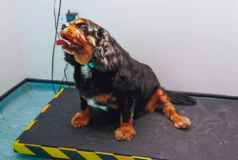 Dio un suspiro de alivio: 6 mascotas que se pusieron en forma después de la obesidad