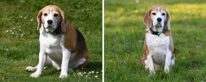 Dio un suspiro de alivio: 6 mascotas que se pusieron en forma después de la obesidad