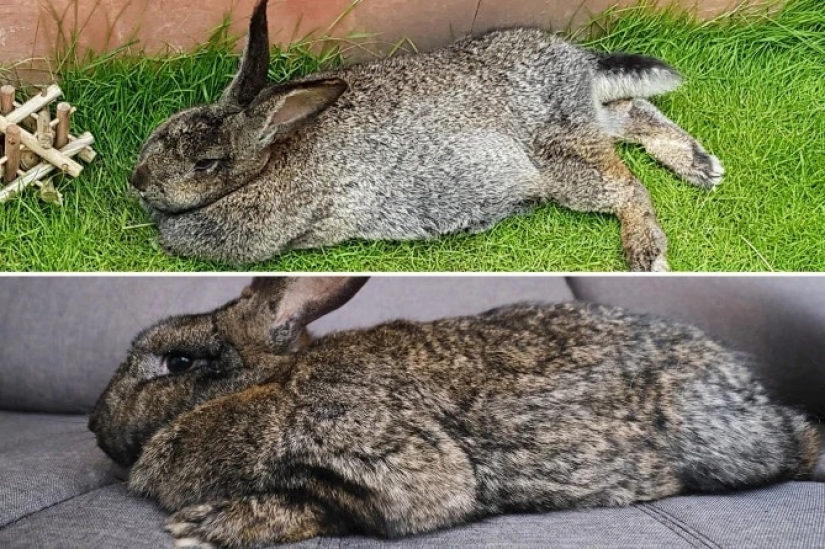 Dio un suspiro de alivio: 6 mascotas que se pusieron en forma después de la obesidad