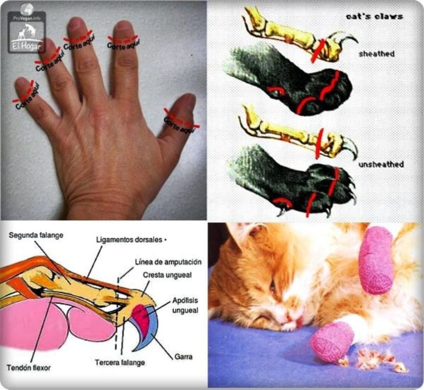 Diputados de los Urales apoyaron el proyecto de ley que prohíbe las "patas blandas" en las focas Diputados de los Urales apoyaron el proyecto de ley que prohíbe las "patas blandas" en las focas