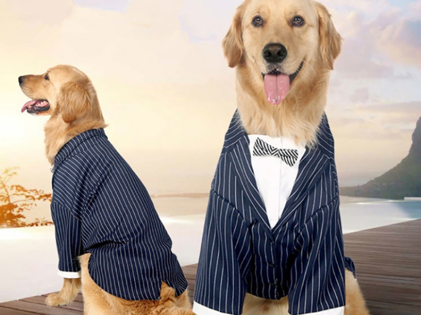 Disfraces divertidos de Aliexpress para mascotas.