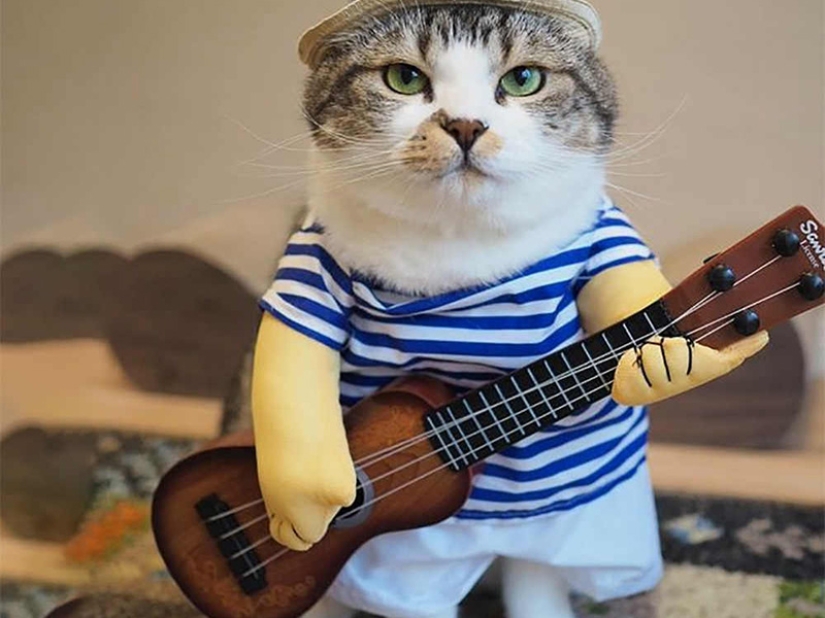 Disfraces divertidos de Aliexpress para mascotas.