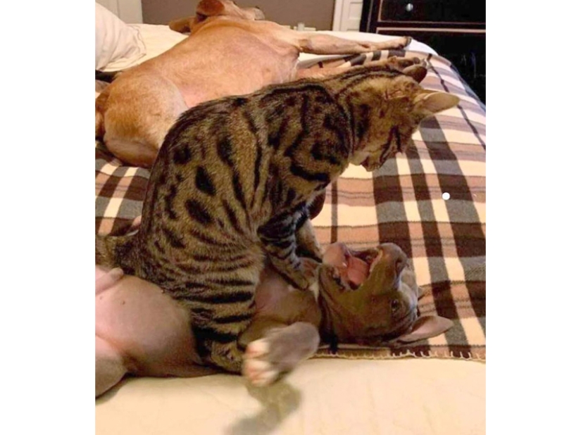 Divertidas tomas de la complicada relación entre perros y gatos