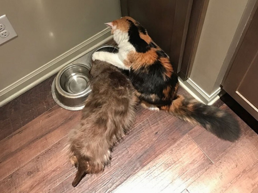 Divertidas tomas de la complicada relación entre perros y gatos