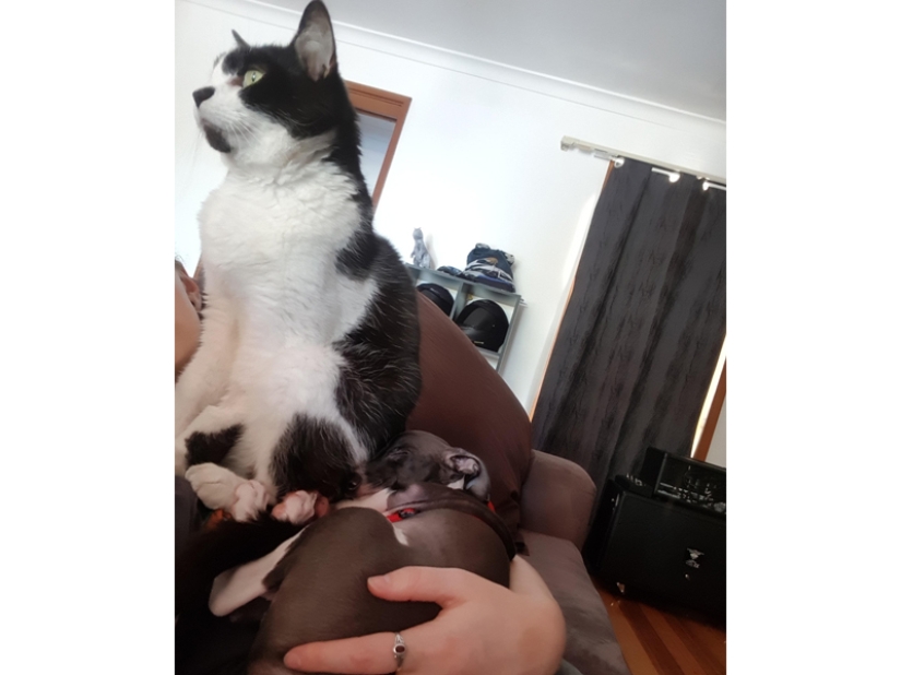 Divertidas tomas de la complicada relación entre perros y gatos