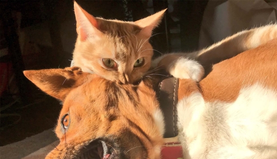 Divertidas tomas de la complicada relación entre perros y gatos
