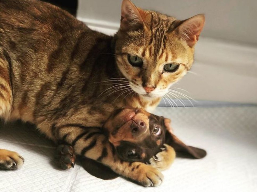 Divertidas tomas de la complicada relación entre perros y gatos