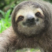 Do you recognize yourself? The author of the meme about the orange sloth continues to delight with his works about mother laziness