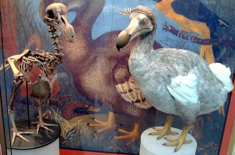 Dodo de bec: 10 especies animales extintas que pronto serán revividas Dodo de bec: 10 especies animales extintas que pronto serán revividas
