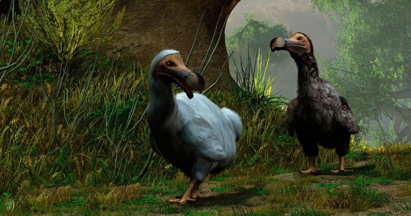 Dodo from bec: 10 extinct animal species that will soon be revived Dodo from bec: 10 extinct animal species that will soon be revived