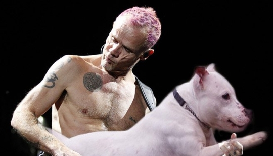 Dogs instead of guitars