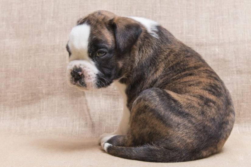 Dogs that are very offended Dogs that are very offended